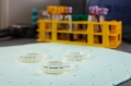 Petri-Dish-Blood-Tube-Sorbent_Lab_App1.jpg
